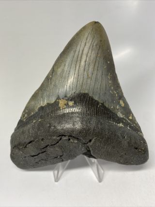 Megalodon Shark Tooth 5.  37” Wide - Real - Rare Fossil 7501