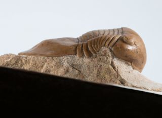 Russian Trilobite Illaenus Atavus Ordovician Fossils