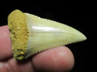 Over 2 Inch Great White Shark Tooth Fossil Fish From Chile,  South America Gw