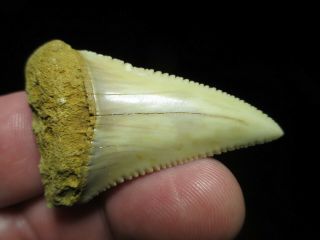 OVER 2 Inch GREAT WHITE SHARK Tooth Fossil Fish from Chile,  South America GW 2