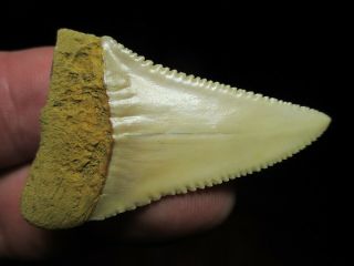 OVER 2 Inch GREAT WHITE SHARK Tooth Fossil Fish from Chile,  South America GW 3