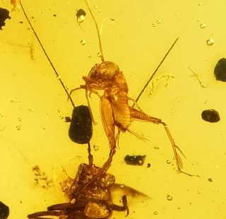 Cricket & Other Insects.  Burmite 100 Natural Myanmar Insect Amber Fossil