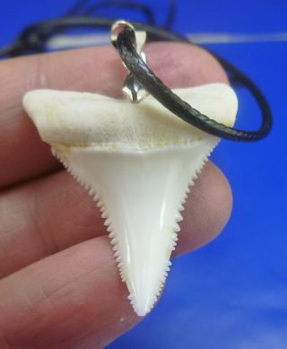 Real Great White Shark Tooth Necklace 1.  29 Inch 091534