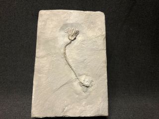 Crinoid - Ultra Rare Rochester Shale Eucalyptocrinites W/ Stem - Trilobite Fossil