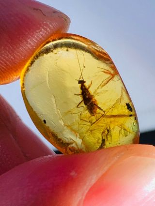 Extinct Manipulatoridae Roach Burmite Myanmar Amber Insect Fossil Dinosaur Age