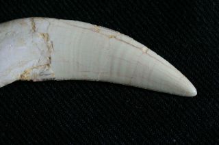 Saber tooth cat tiger tooth fossil canine Smilodon Top Quality AUTHENTIC 2