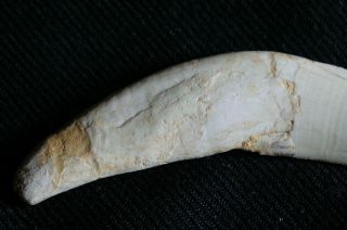 Saber tooth cat tiger tooth fossil canine Smilodon Top Quality AUTHENTIC 3