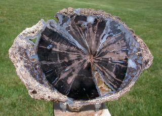 Sis: My Finest Large 8 " Blue Forest Petrified Wood Round - Blue Agate