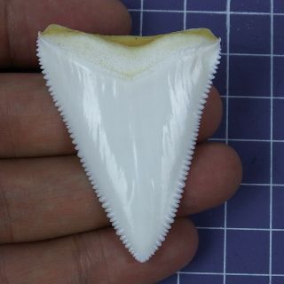 2.  062  Modern Principle Great White Shark Tooth Megalodon Sharks Movie Fan Rt20