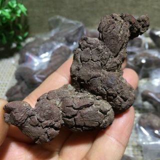 20pcs Top Best Rare Dinosaur Dung Coprolite Crystal Poop Lenght 58mm - 90mm