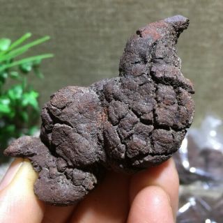 20pcs Top Best Rare dinosaur dung coprolite crystal Poop lenght 58mm - 90mm 2