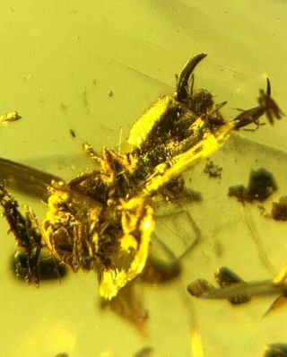 Burmese Burmite Cretaceous Unnormal Fly Larva Amber Fossil Myanmar