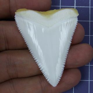 2.  051  Modern Principle Great White Shark Tooth Megalodon Sharks Movie Fan Rt23