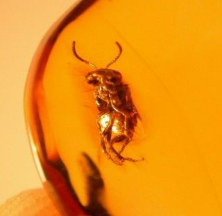 Rare Bee With Pollen In Authentic Dominican Amber Fossil Gem