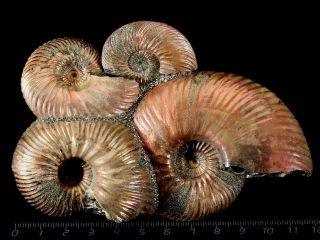 Ammonite From Russia Quenstedtoceras