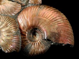 Ammonite from Russia Quenstedtoceras 3