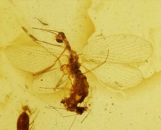 Rare Rhachiberothidae Neuroptera.  Burmite Natural Myanmar Insect Amber Fossil.