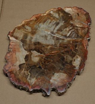 Large Polished Petrified Wood Slab With Bark 11 " X 8” X 3/4 " - 4 Lbs 1 Oz.