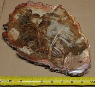 Large Polished Petrified Wood Slab with Bark 11 