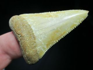 2 - 1/16 Inch Great White Shark Tooth Fossil Teeth Chile South America Chilean Gw