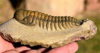Trilobite Fossil,  Crotalocephalus gibbus from Morocco,  3 2