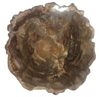 Large Polished Petrified Wood Slab With Bark.  3.  77 Lbs; App 9x9 " X.  75 " Priority