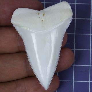 2.  082  Modern Principle Great White Shark Tooth Megalodon Sharks Movie Gt110
