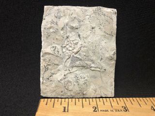 Crinoid - Rare Indiana St.  Louis Limestone Taxocrinus - Trilobite Fossils Age