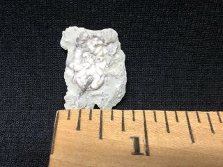 Crinoid - Rare Indiana St.  Louis Limestone Phacelocrinus - Trilobite Fossils Age