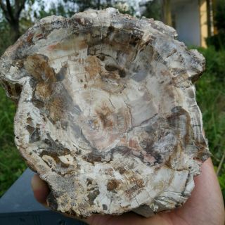 2042g Natural Petrified Wood Ashtray Polished Specimen Madagascar PP03 2