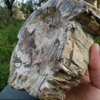 2042g Natural Petrified Wood Ashtray Polished Specimen Madagascar PP03 3