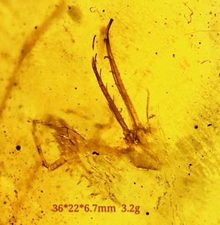 Burmese Burmite Cretaceous Rare Fly Larva Amber Fossil Myanmar