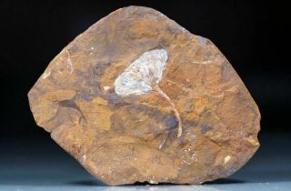 130mm Museum Quality Ginkgo Leaf Fossil Paleocene Living Fossil North Dakota Usa