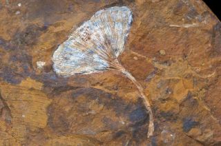 130mm Museum Quality Ginkgo Leaf Fossil Paleocene Living Fossil North Dakota USA 2