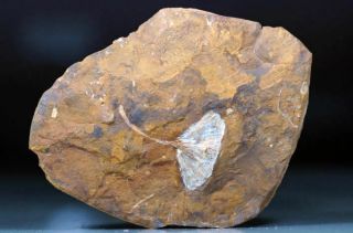 130mm Museum Quality Ginkgo Leaf Fossil Paleocene Living Fossil North Dakota USA 3