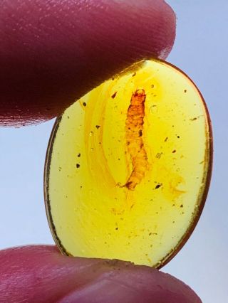 Coleoptera Beetle Larva Burmite Myanmar Burmese Amber Insect Fossil Dinosaur Age