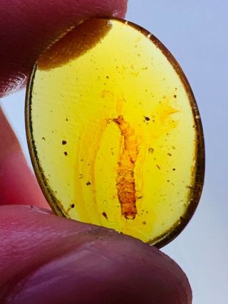 Coleoptera beetle larva Burmite Myanmar Burmese Amber insect fossil dinosaur age 3