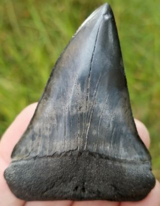 Giant Beautifully Colored 2.  92 " Mako Shark Tooth.  Absolutely No Restoration