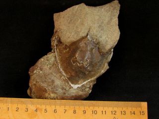 Rare specimen of Devonian armored fish Wladysagitta 2
