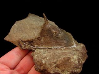 Rare specimen of Devonian armored fish Wladysagitta 3