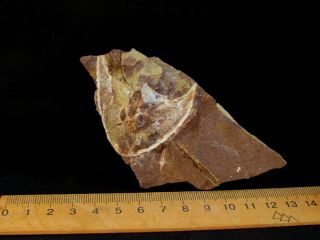 Rare specimen of Devonian armored fish Pattenaspis 2