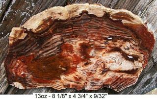 Nevada Cherry Creek Petrified Wood 99 Full Round Slab - Stellar Top Grade