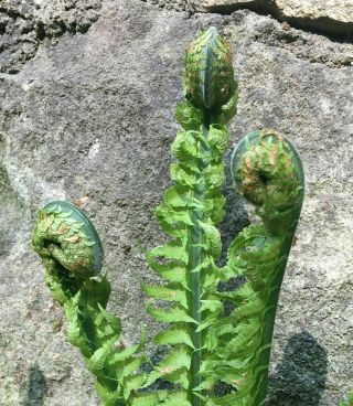 Extremely rare pre dinosaur fossil fern hairy curled fiddlehead fossil plant 2