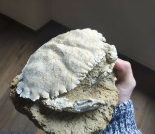 Massive Fossil Crab Lobocarcinus Sismondai
