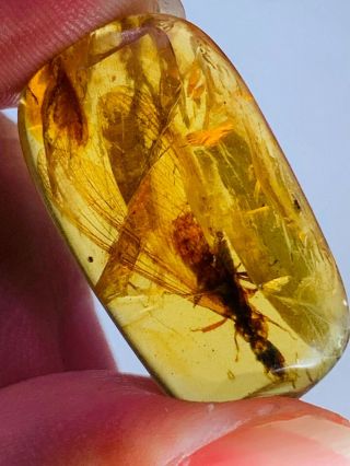 2.  03g Termite White Ant Burmite Myanmar Burmese Amber Insect Fossil Dinosaur Age