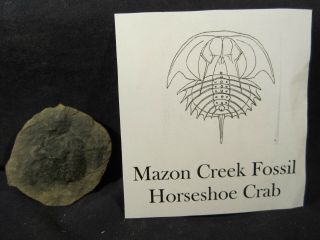 Mazon Creek Fossil Horseshoe Crab