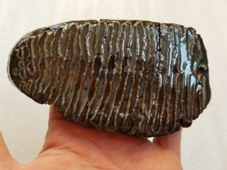 S07 Fossil Mammoth Woolly Tooth Slice.  Rare Extinct.  Pleistocene Ice Age