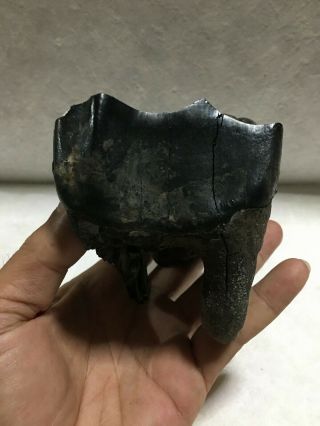 Larg Aceratherium Primitive Rhinoceros Fossil Tooth Shiny Black / Rare