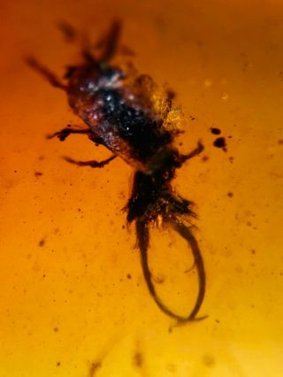Unknown Neuroptera Fly Larva Burmite Myanmar Amber Insect Fossil Dinosaur Age