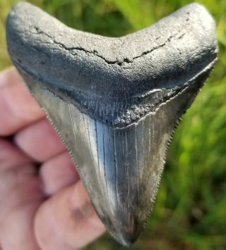 Killer " Camo " Serrated 3.  16 " Megalodon Tooth.  Absolutely No Restoration